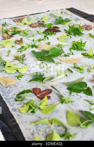 Gros plan de feuilles fraîches et séchées soigneusement placées sur le tissu dans le cadre d’un processus de teinture batik traditionnel, mettant en évidence les éléments naturels utilisés Banque D'Images