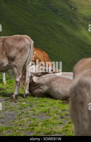 Vaches reposant paisiblement dans le paysage vert luxuriant de Greina, Suisse. Banque D'Images