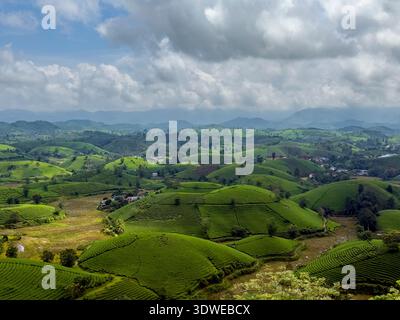 Vastes plantations de thé vert réparties sur les collines vallonnées du Vietnam, offrant une vue imprenable. Une destination parfaite pour les voyageurs qui recherchent la nature Banque D'Images