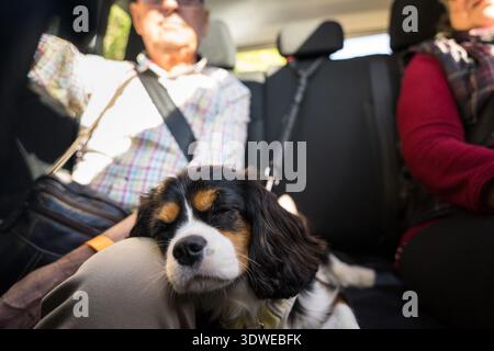 Un couple de personnes âgées profite d'une balade en voiture détendue avec leur chien endormi reposant sur les genoux. La lumière du soleil remplit la voiture, créant une atmosphère de voyage chaleureuse et paisible Banque D'Images