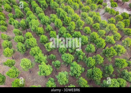 Vue aérienne d'un paysage forestier luxuriant, mettant en valeur une canopée verte vibrante d'arbres densément peuplés. Les textures riches et les nuances variées de vert profond Banque D'Images