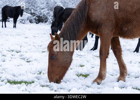 Les chevaux paissent paisiblement dans l'étendue enneigée du parc national de la Sierra de Guadarrama, entouré par un paysage forestier d'hiver serein que vous exposez Banque D'Images