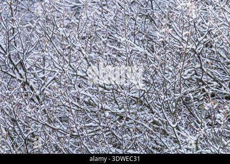 La neige recouvre délicatement les branches entrelacées d'une forêt, capturant la beauté sereine de l'hiver. La végétation gelée crée une natura étonnante Banque D'Images