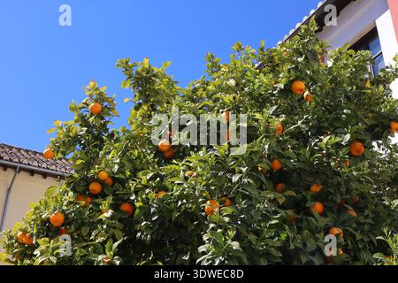 Oranges sur un oranger, au printemps, ville de Grenade, Andalousie, Espagne Banque D'Images