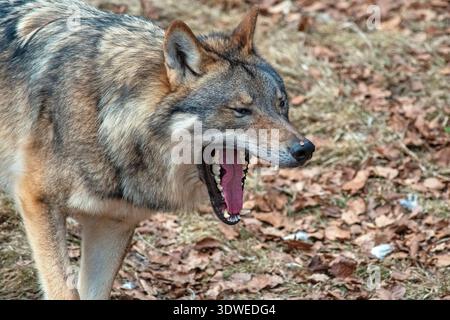 Gros plan du loup européen (Canis lupus), Parc national de la forêt bavaroise, Bayerischer Wald, Bavière, Allemagne Banque D'Images