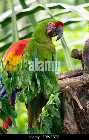 Un aras écarlate vibrant, connu scientifiquement sous le nom d'Ara macao, perché au milieu d'un feuillage vert luxuriant. Cet oiseau tropical présente son plumage coloré en A. Banque D'Images