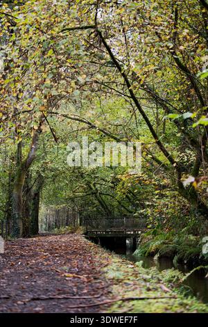 Un sentier forestier serein à Lugo, en Espagne, entouré d'arbres verdoyants et d'un petit pont en bois. Le sentier doux et terreux est orné de feuilles mortes Banque D'Images