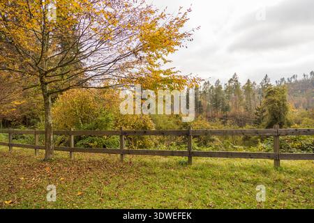 Paysage d'automne pittoresque avec une clôture en bois et un feuillage vibrant dans un cadre forestier serein. Des feuilles dorées recouvrent les arbres, avec une toile de fond de dis Banque D'Images