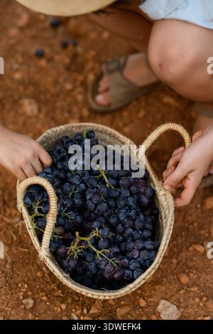 Deux enfants apprécient l'expérience de la cueillette de raisins mûrs dans un vignoble. L'image capture la joie de la récolte et la connexion avec la nature dans un su Banque D'Images