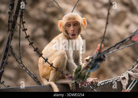 Un curieux macaque rhésus, Macaca mulatta, perché au milieu de barbelés dans l'historique temple des singes en Inde, capturant l'essence du temple de Galta Ji' Banque D'Images