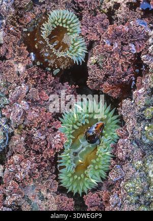 Une paire d'anémones vertes géantes exposées dans un bassin de marée à marée basse ; Shi Shi Beach, Olympic National Park, côte de Washington Banque D'Images