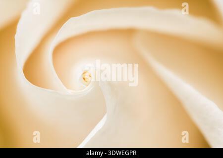 Photographie macro regardant vers le bas sur le centre d'une rose Banque D'Images