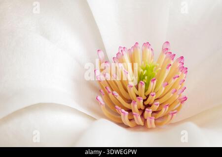 Magnolia salicifolia fleurit au printemps ; également connu sous le nom de magnolia à feuilles de saule ou d'anis Banque D'Images