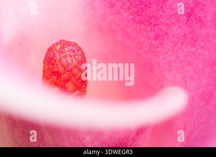 Photographie macro d'un lis de Calla avec mise au point sélective sur le spadix Banque D'Images