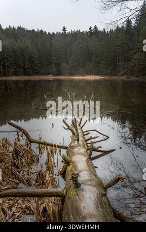 Une scène tranquille d'un lac forestier en Bulgarie au printemps, avec un arbre tombé s'étendant dans l'eau, entouré de verdure luxuriante et de paix Banque D'Images