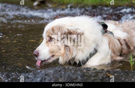 Un chien moelleux à fourrure brune et blanche profite d'un moment rafraîchissant en buvant de l'eau dans un ruisseau clair. Le cadre paisible, avec des courants doux, créa Banque D'Images