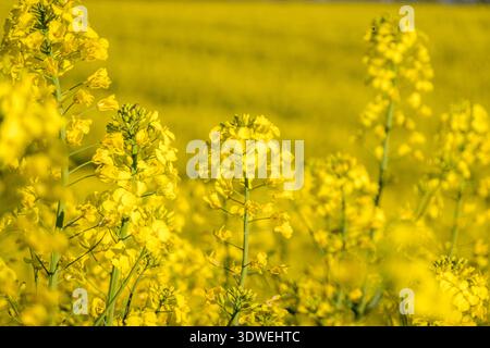 De vastes champs de colza en pleine floraison peignent la campagne suisse d'un jaune vif, créant un paysage pittoresque et serein. Le flowe délicat Banque D'Images