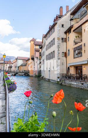 Une scène printanière pittoresque à Annecy, France, avec des coquelicots dynamiques bordant un canal tranquille avec de charmants bâtiments historiques et un pont en pierre Banque D'Images