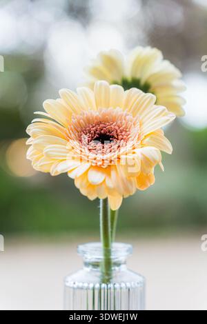 Gros plan d'une fleur de gerbera orange vibrante en pleine floraison, élégamment exposée dans un vase en verre. L'arrière-plan flou du jardin fait allusion à une source sereine Banque D'Images