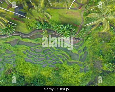 Vue aérienne des rizières luxuriantes en terrasses de Bali, présentant un motif complexe de paysages verdoyants, de végétation tropicale et de sentiers sinueux, Perfe Banque D'Images