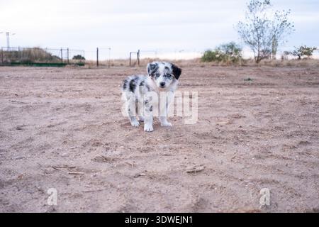 Un petit chiot border collie se tient dans un champ désert, regardant curieusement la caméra. Le ciel couvert et les arbres lointains créent un cadre paisible et pittoresque Banque D'Images