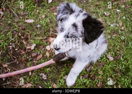 Un chiot collie de bordure mignon avec un pelage noir et blanc est assis sur un sol d'automne luxuriant couvert de feuilles. Ses yeux attentifs et ses oreilles moelleuses hautes Banque D'Images