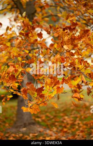Une image sereine d'un érable dans un parc, mettant en valeur des feuilles jaunes et oranges vibrantes pendant la saison d'automne. Les feuilles tombées créent un CA coloré Banque D'Images