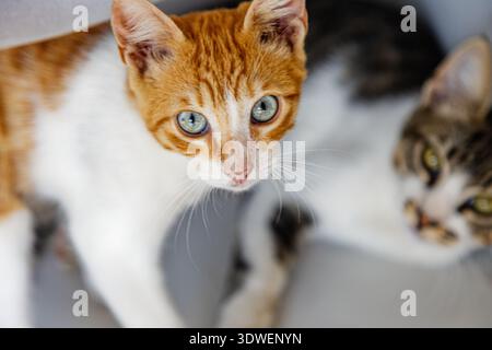 Un chaton gingembre aux yeux bleus saisissants regarde curieusement la caméra, tandis qu'un autre chat avec des marques subtiles tabby se trouve dans le fond flou, cr Banque D'Images