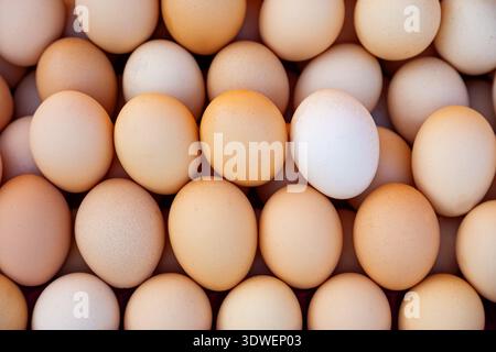 Une image en gros plan montre une collection d'œufs bruns et blancs agencés avec art. Les œufs varient en ombre et en taille, soulignant la diversité naturelle souvent Banque D'Images