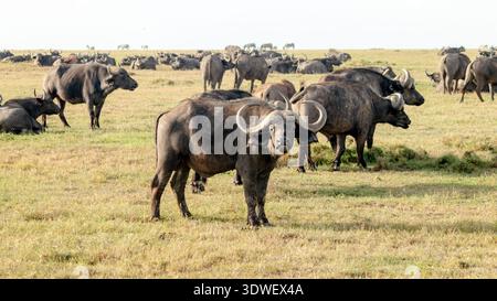 Une vue fascinante des buffles africains dans leur habitat naturel à ol Pejeta Conservancy, Kenya, mettant en valeur la riche biodiversité et les paysages magnifiques Banque D'Images