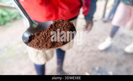 Une vue rapprochée du café Arabica fraîchement moulu tenu sur une cuillère. Capturée dans Materuni, cette image met en valeur la texture riche et la couleur du local Banque D'Images