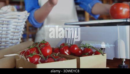 Montrant des tomates de vigne rouge dans des plateaux à l'étable de la ferme avec une échelle, vendeur de chemise bleue portant un tablier blanc Banque D'Images