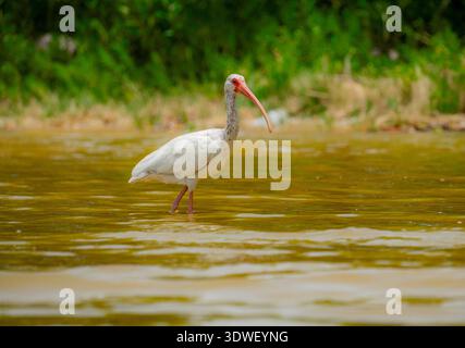 Eudocimus albus, un élégant ibis White, patente dans les eaux peu profondes, avec son plumage blanc et son bec rose éclatants mis en valeur sur un fond vert luxuriant Banque D'Images