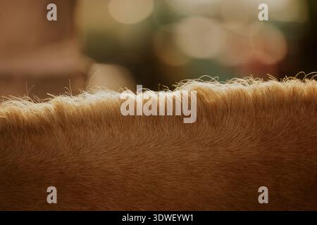 Une image en gros plan capture les détails fins de la crinière d’un cheval baignée de lumière chaude du soleil. L'arrière-plan flou améliore la beauté naturelle du texte Banque D'Images