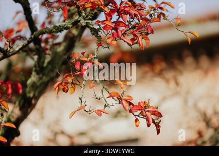 Gros plan de feuilles d'automne rouge et orange éclatantes sur une branche sur un arrière-plan légèrement flou, capturant l'essence de la saison d'automne dans n Banque D'Images