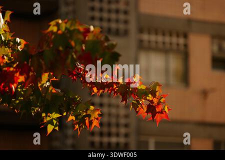 Une branche de feuilles d'automne dans des tons vibrants de rouge et d'orange est magnifiquement illuminée par la lumière chaude du soleil, contrastant avec la toile de fond floue de Banque D'Images