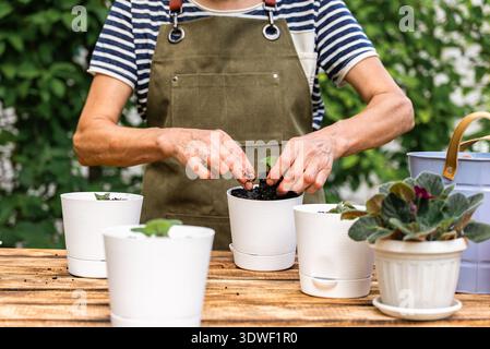 Une femme d'âge mûr replonge doucement des violettes africaines dans des pots blancs sur une table en bois, portant un tablier vert. La verdure luxuriante l'entoure comme s. Banque D'Images