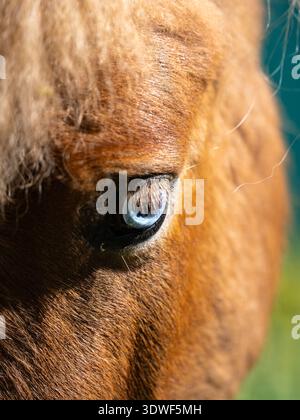 Description : vue de face de la tête de poney Shetland avec l'œil magique et bleu-brillant. Banque D'Images