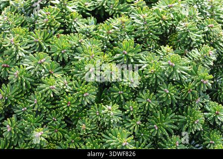 Abies koreana 'brillant'. Gros plan plein format feuillage compact de sapin coréen vert nain. Banque D'Images