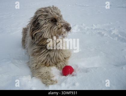 Shaggy Poodle mélange chien allongé dans la neige fraîche avec une boule rouge, la neige couvrant son museau, capturé dans un cadre hivernal lumineux. Banque D'Images