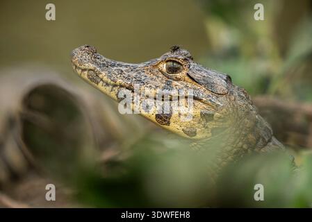Caïman à museau large, (Caiman latirostris) bébé, Pantanal, Mato Grosso, Brésil. Banque D'Images