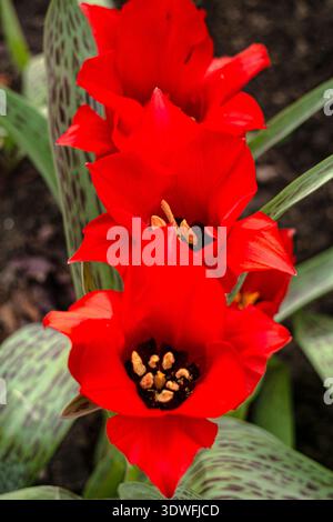Trois tulipes rouge vif dans un parterre de fleurs dans le jardin. Banque D'Images