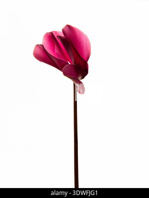 Fleur gros plan pétales roses photo rose sur fond blanc simple. Banque D'Images