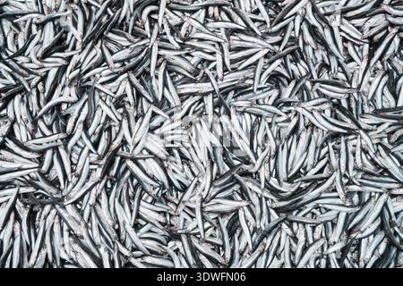 Fond d'anchois de poisson sur la glace dans le magasin du marché des pêcheurs. Fruits de mer pile européenne de motif d'anchois sur la glace. Banque D'Images
