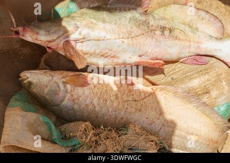 Argungu, Nigeria - 14 février 2026 : vue de deux gros poissons, leurs écailles scintillant sous le soleil, posés sur un sac en toile de jute rugueux, évoquant le jour Banque D'Images