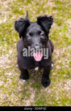 Un chiot collie bordé joyeux avec une fourrure noire et des yeux brillants est assis sur un champ herbeux. Son expression ludique et sa queue agitée mettent en valeur son na amical Banque D'Images