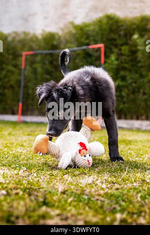 Un chiot collie ludique à bordure noire profite d'une journée ensoleillée à l'extérieur, enquêtant sur un jouet en pelouse. Le cadre luxuriant du jardin en fait un endroit où les animaux de compagnie sont acceptés Banque D'Images