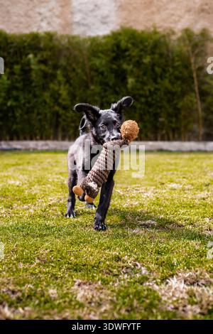Un chiot Border Collie ludique court à travers une cour verdoyante avec son jouet préféré dans sa bouche. La scène joyeuse capture l'essence de la convivialité des animaux Banque D'Images
