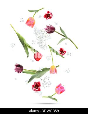 Tulipes et gypsophila tombant sur fond blanc. Fleurs printanières Banque D'Images