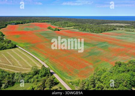 Pavot commun, pavot de maïs, pavot rouge (Papaver rhoeas), fleurs abondantes dans les grands champs, Hall, photo aérienne, Suède, Gotland, Hallbergmoos Banque D'Images